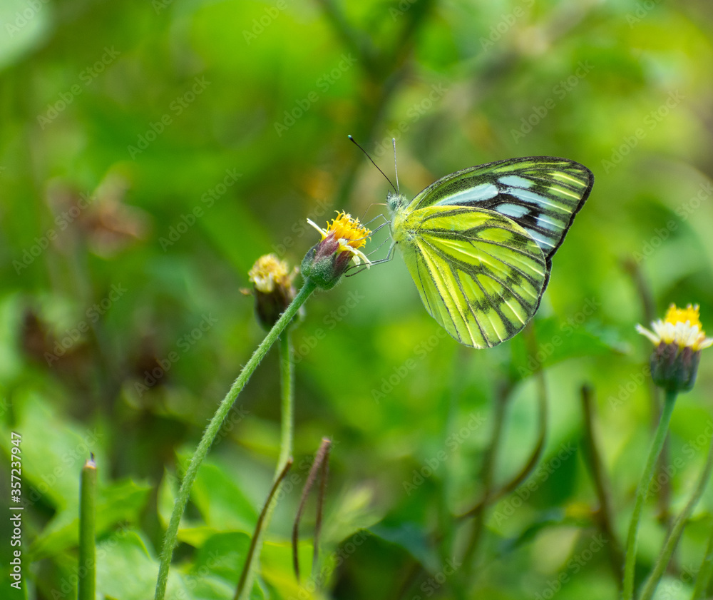 Obraz premium greenish yeloow butterfly sitting on a flower in the forest