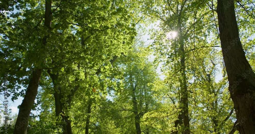 Walking in forest under green trees on sunny day looking up to treetops Walking in forest under green trees on sunny day looking up to treetops