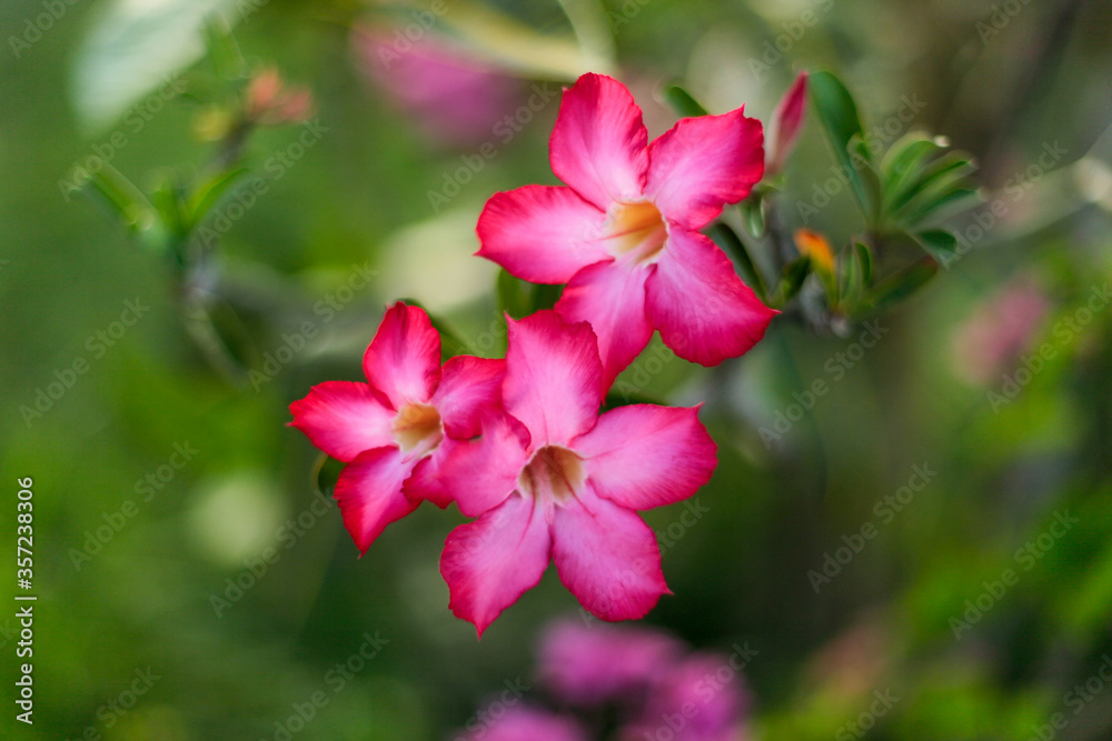 Pink frangipani flowers in the garden