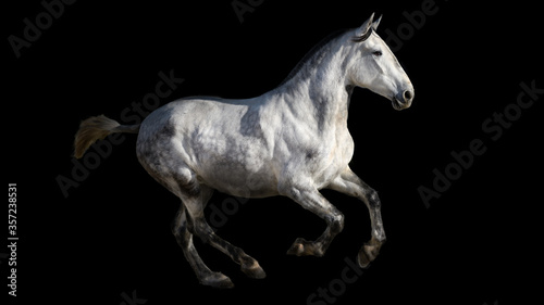 Spanish thoroughbred horse, isolated on a black background, stud