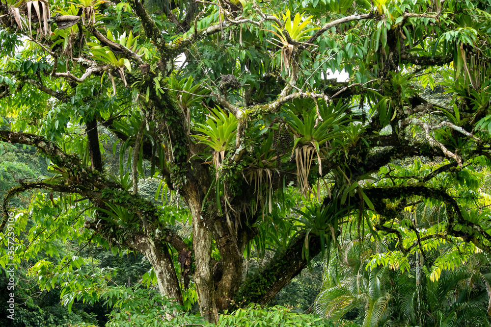 bromeliads on a tree in the tropical forest bromeliads on a tree in the tropical forest