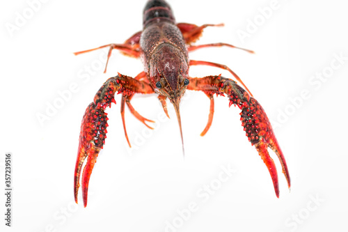 Louisiana Crawfish Isolated on White Background