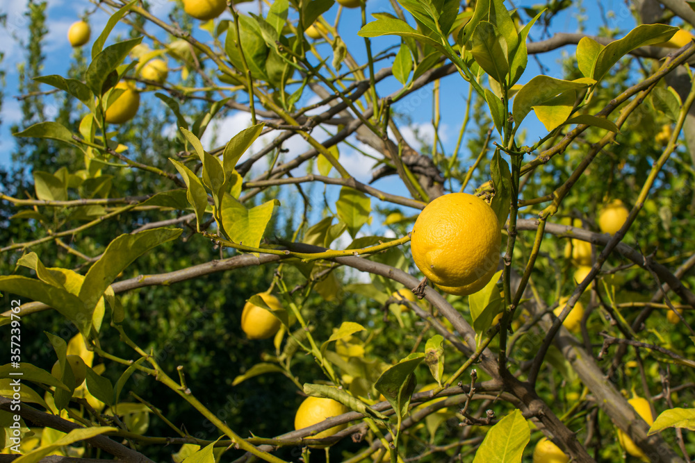 Lemons hanging from a lemon tree