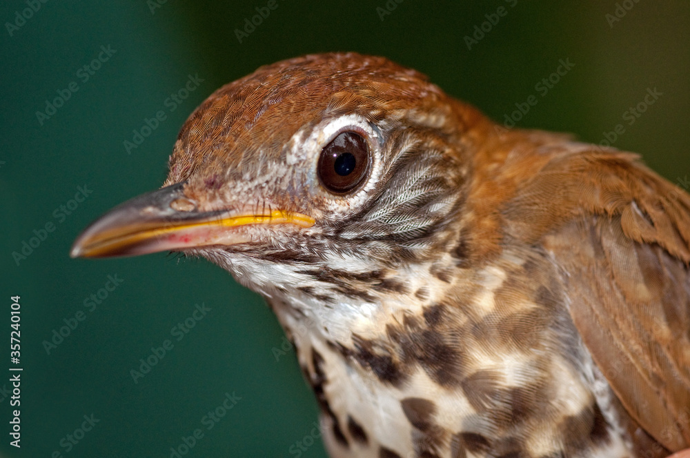 Macro Image of Wood Thrush Seen at Sherburne Wildlife Refuge in South Central Louisiana Macro Image of Wood Thrush Seen at Sherburne Wildlife Refuge in South Central Louisiana