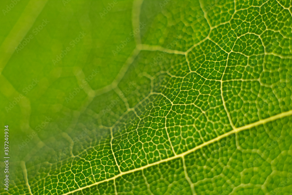 green leaf structure in volume with a soft focus, blurred green leaf structure in volume with a soft focus, blurred