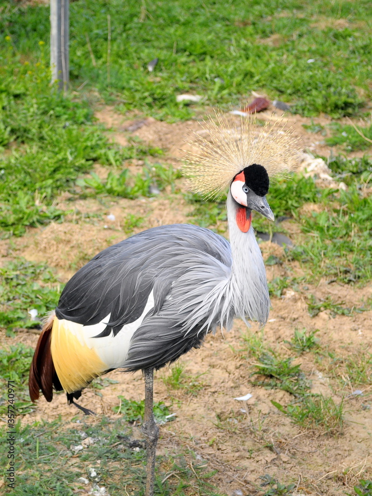 Fototapeta premium Grey crowned crane in the bird Park