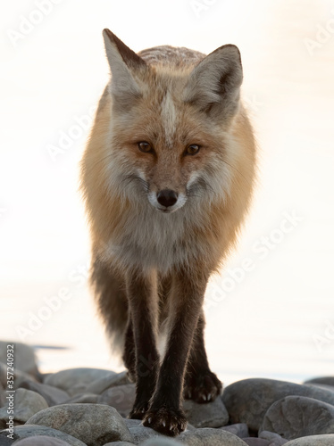 Red Fox (Vulpes vulpes), Grand Teton National Park, Wyoming, USA
