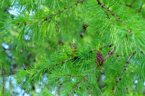 Cedar in the Park on Poklonnaya hill in Moscow