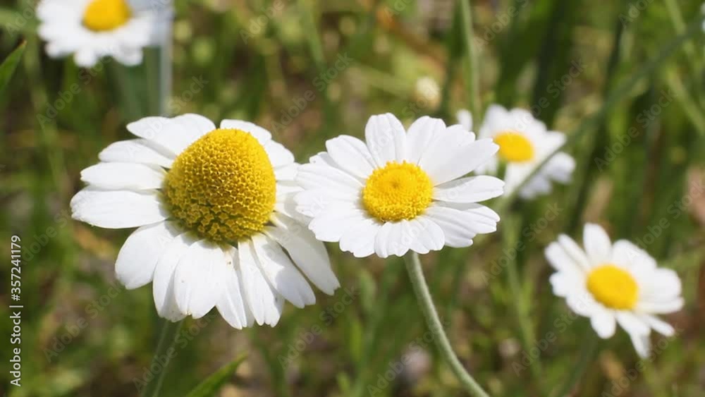 Beautiful chamomile in the field, big and small flowers Beautiful chamomile in the field, big and small flowers