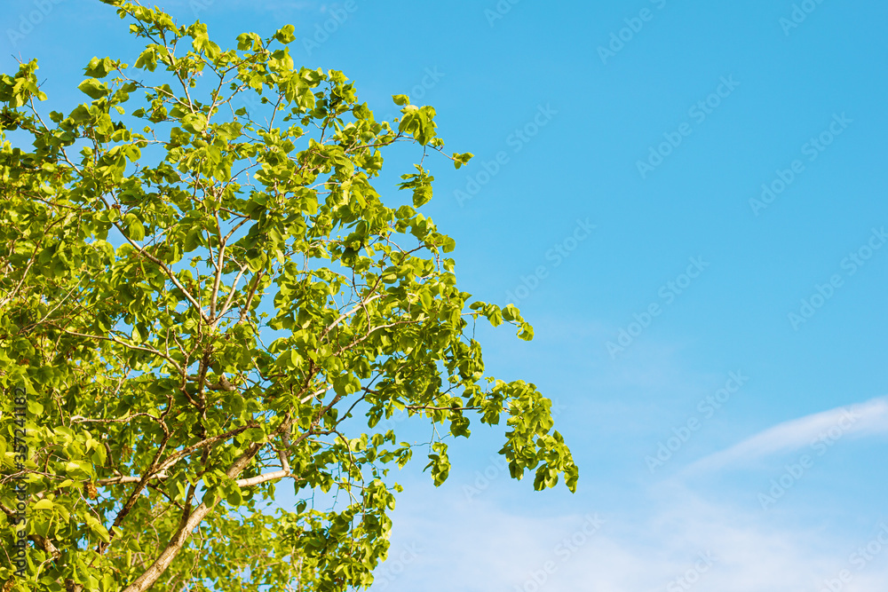 Branches of a tree with young foliage against a bright blue sky Branches of a tree with young foliage against a bright blue sky