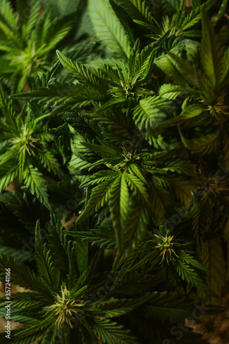 Cannabis leaves texture. Vertical orientation. CBD oil. Marijuana cultivation. Weed legalization. Recreational use 