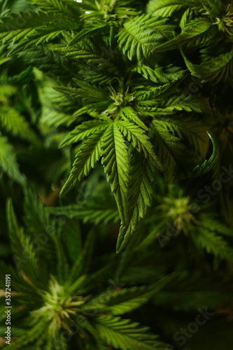 Cannabis leaves texture. Vertical orientation. CBD oil. Marijuana cultivation. Weed legalization. Recreational use 
