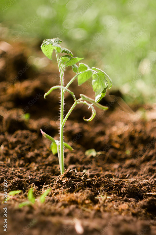 Tomato sprout planting. Agriculture concept. Ecology awareness. Self farm. Vertical orientation Tomato sprout planting. Agriculture concept. Ecology awareness. Self farm. Vertical orientation