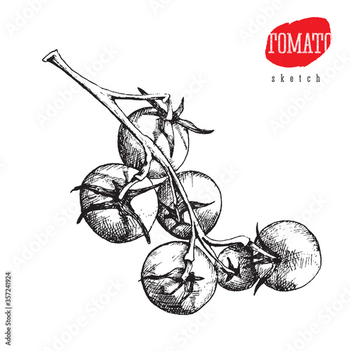 Isolated vector sketch of big and small tomatoes on a branch