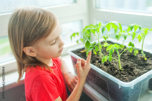 Little cute girl in a red T-shirt grows a seedling of tomatoes in a small home garden