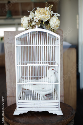 Fototapeta Naklejka Na Ścianę i Meble -  white pigeon in white cage