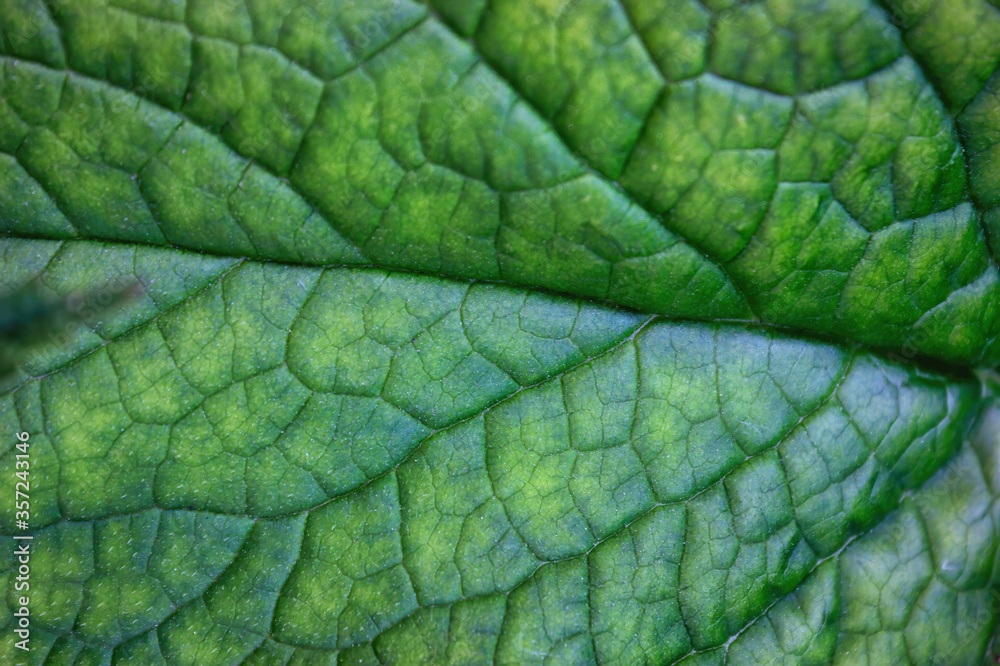 Green leaf texture, close-up. Abstract nature background. Green leaf texture, close-up. Abstract nature background.