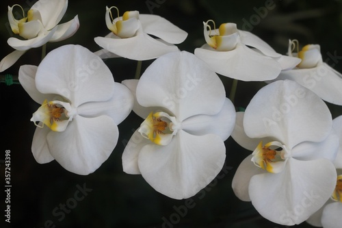 Beautiful white orchids or orchidaceae.Perfume house plant.