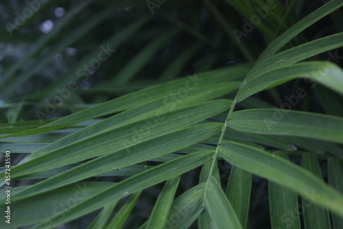 Green photo wallpaper of nature and plants, background image in the style of the jungle, tropical plants. palm leaves.
