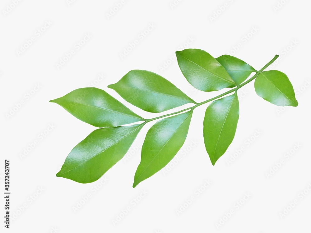 orang jessamine,green leaf isolate on white background.