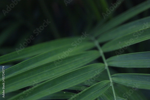 Green photo wallpaper of nature and plants  background image in the style of the jungle  tropical plants. palm leaves. 