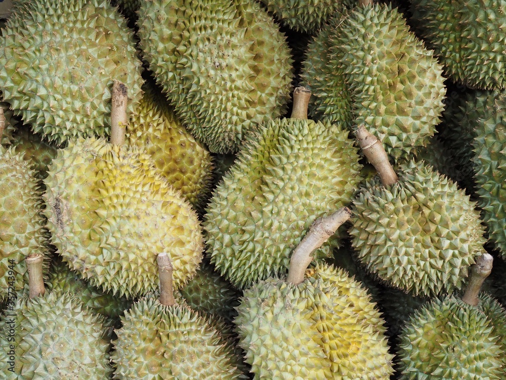 Group of durian in the market. Durian Tropical Fruits Thailand