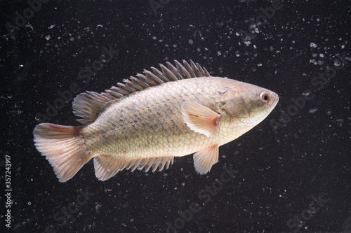 Anabas testudineus (Climbing Perch) in Fish tank,dust in water photo