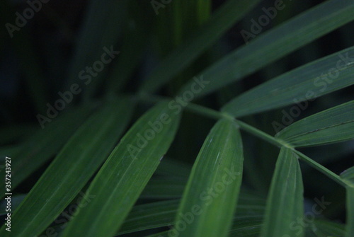 Green photo wallpaper of nature and plants, background image in the style of the jungle, tropical plants. palm leaves.

