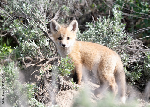 Red Fox Kit (Vulpes vulpes), Grand Teton National Park, Wyoming, USA © Tom