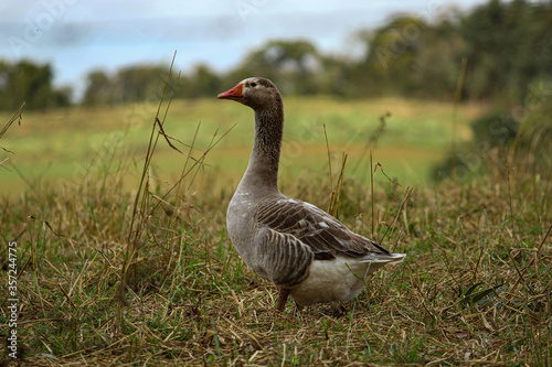 gray duck with orange beak walking in the grass