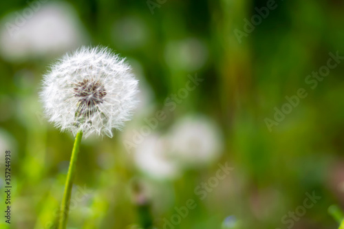 The head of a white dandelion with seeds. Blur background. Dandelion in the field close-up.  Taraxacum Officinale . Copyspace.