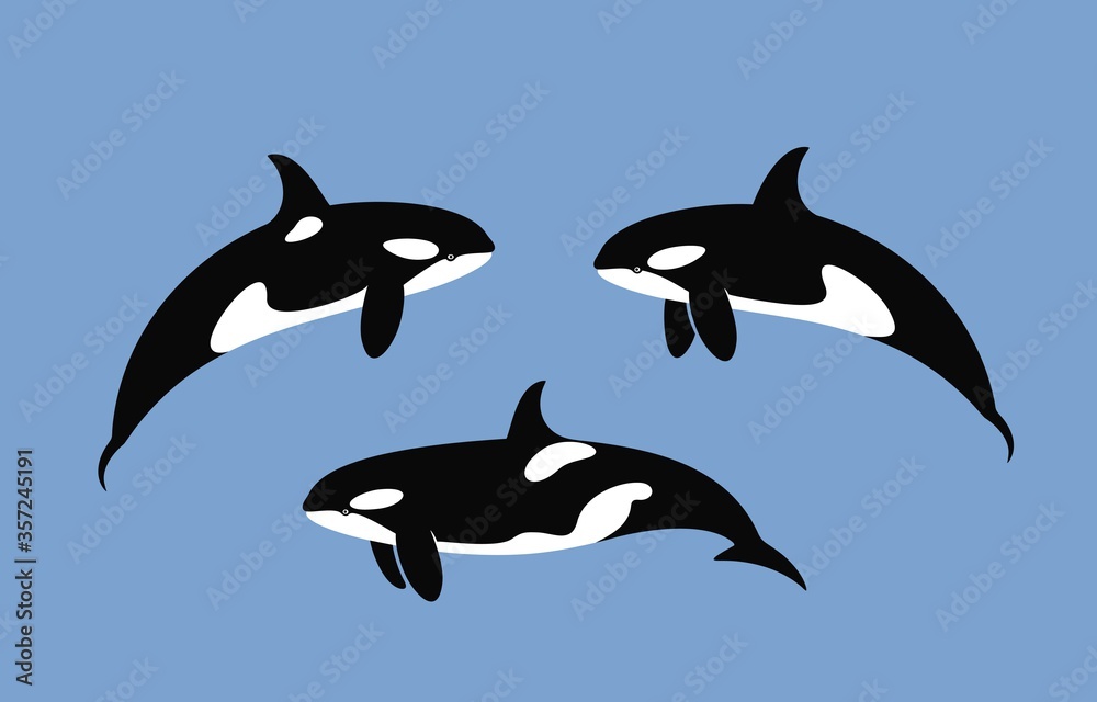 Fototapeta premium Killer Whale logo. Isolated killer whale on white background