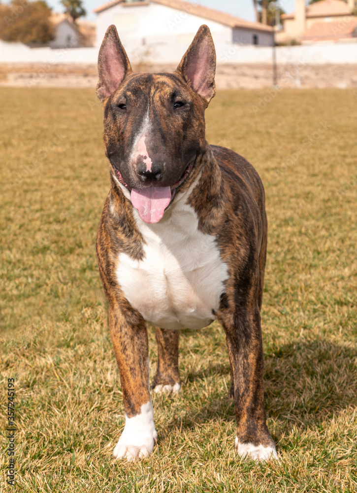 Brindle bull terrier posing at the park Brindle bull terrier posing at the park