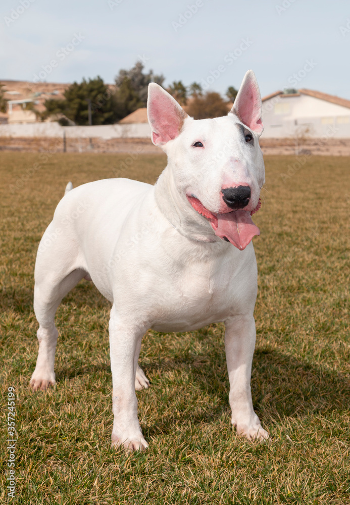 White brindle bull terrier posing at the park