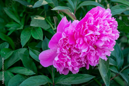 pink peonies and on a green background  summer nature