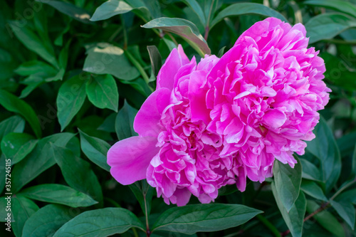 pink peonies and on a green background, summer nature © Vita