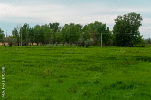 Field with green grass on a summer day. Far away are trees and sky. Beautiful landscape of summer nature.