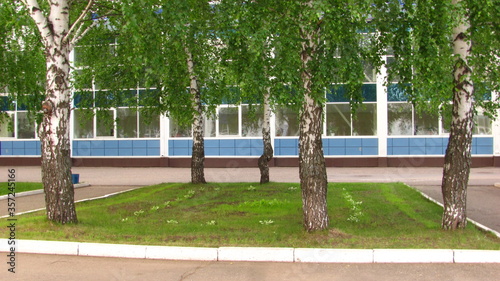 birch trees on a green lawn