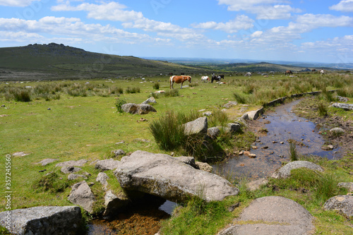 Tela Dartmoor ponies grazing near Clapper bridge and Longash Leat, Merrivale, Dartmoo