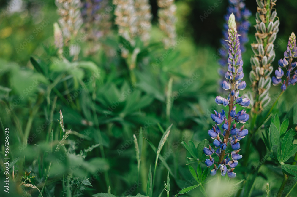 Fototapeta premium Lupine