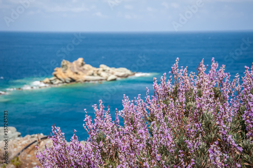 Purple flowers on a background of the sea and islands