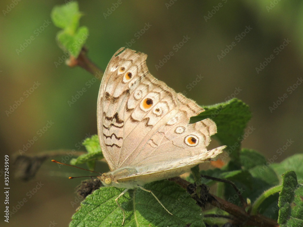 Fototapeta premium grey pansy butterfly sitting on a green leaf