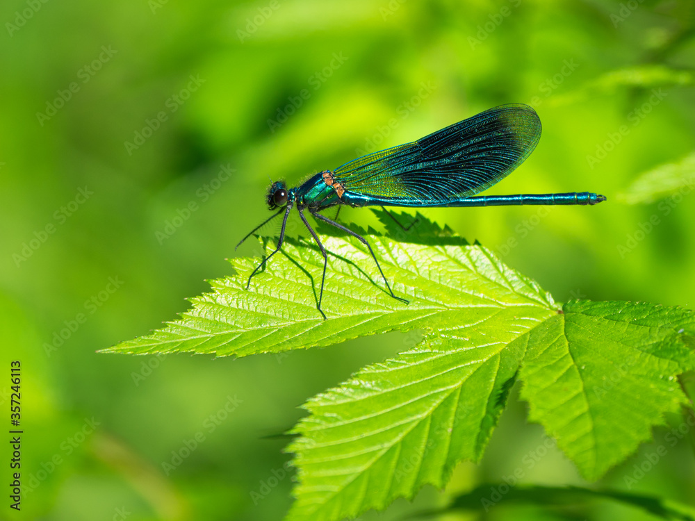 Natural green background with dragonfly in the sunlight with beautiful bokeh Natural green background with dragonfly in the sunlight with beautiful bokeh