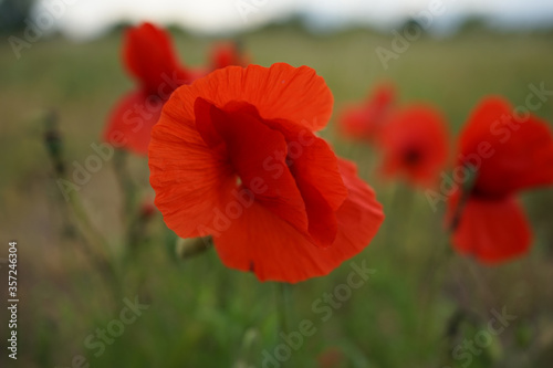 Red colored Papaver rhoeas or common poppy against green field.