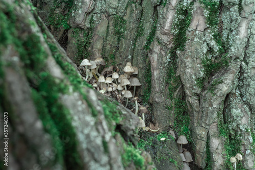 Inedible mushrooms on a tree. Nature.