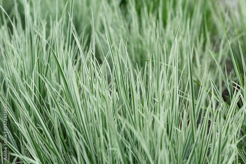 Obraz premium Natural refreshing green color background with ornamental striped grass.