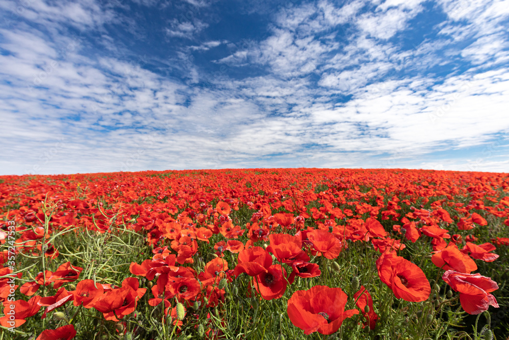Fototapeta premium Blühende Mohnblumen auf einem Feld in der Uckermark