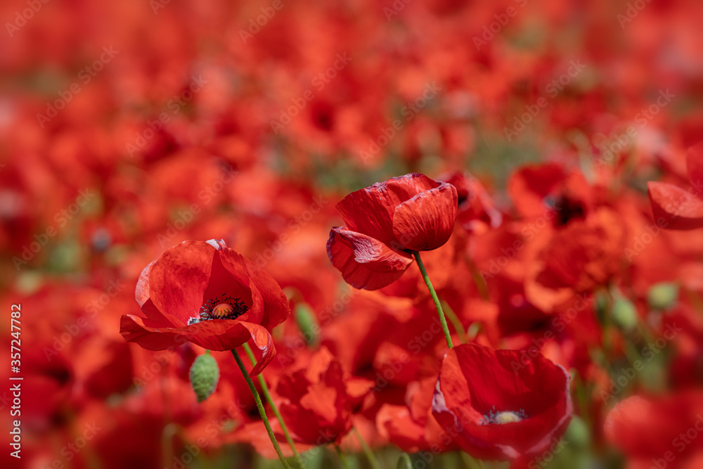 Naklejka premium Blühende Mohnblumen auf einem Feld in der Uckermark
