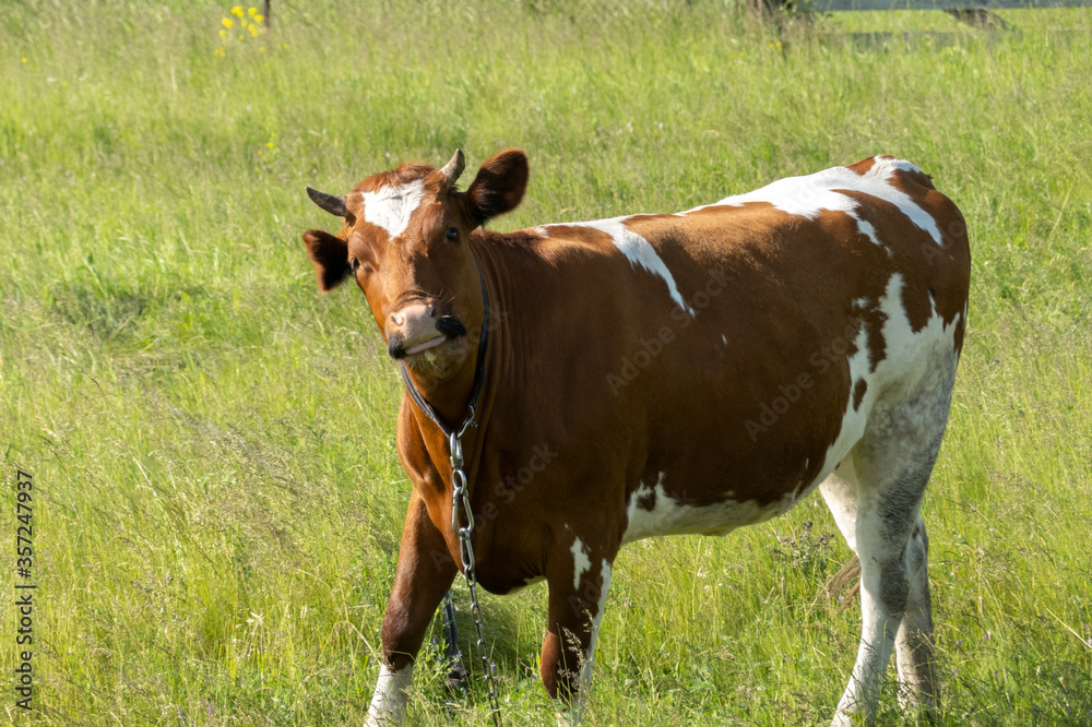 A playful red-spotted cow is grazing in a meadow. It is tied by a chain to a peg. Copy space. A playful red-spotted cow is grazing in a meadow. It is tied by a chain to a peg. Copy space.