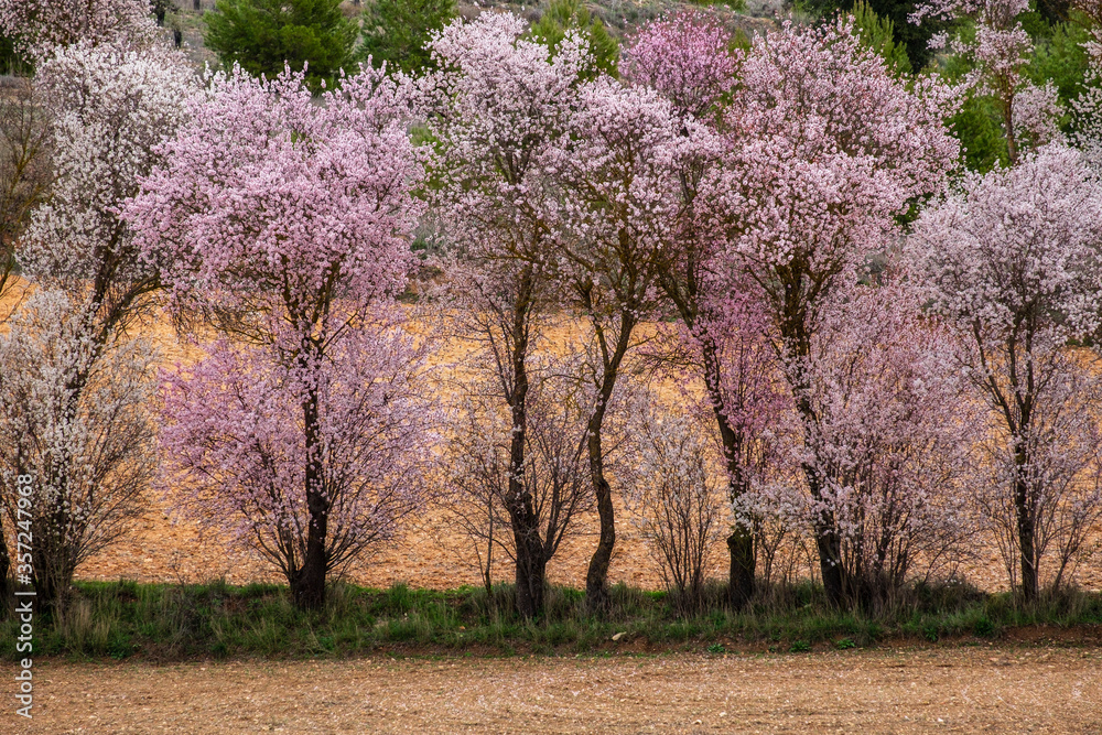 primavera en los alrededores de Saelices , Cuenca, Spain